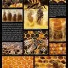 Poster - Pollen and Honey - Image 2